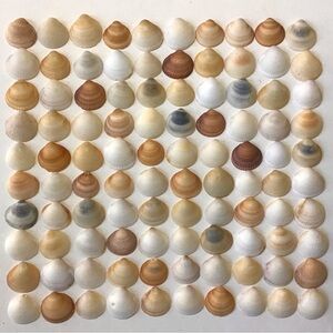 Seashells 100 Bittersweet Clam Shells 1” to 1-1/4” Natural Beach Art Craft Decor